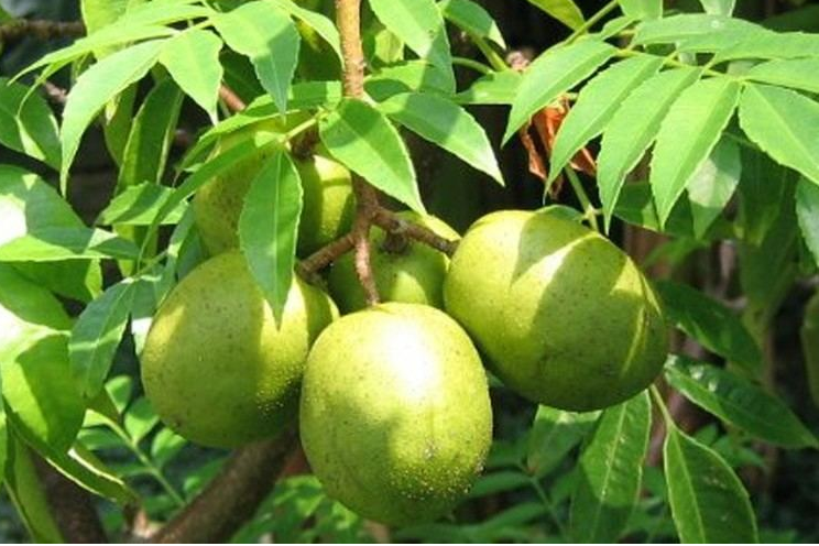 Adavi Mamidi Ambarella Fruit Sync With Nature