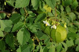 Mudakathan Keerai Balloon Vine Sync With Nature