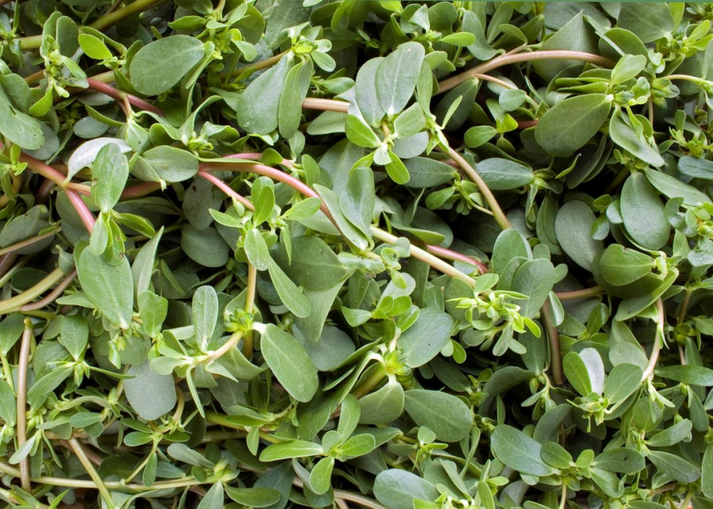 GANGAVALLI KURA / PURSLANE - Sync with Nature