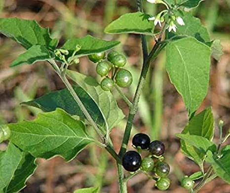 solanum nigrum edible leaves