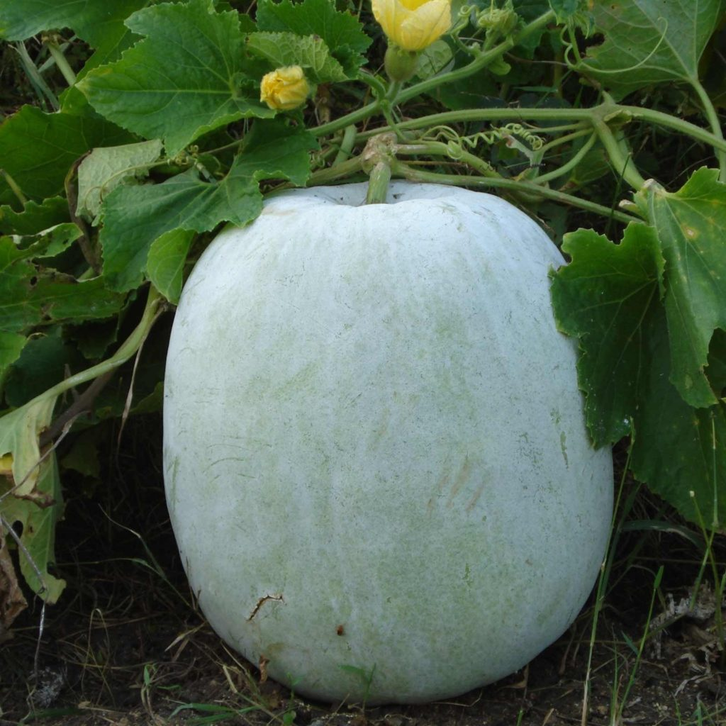 ASH GOURD / WINTER MELON - Sync with Nature