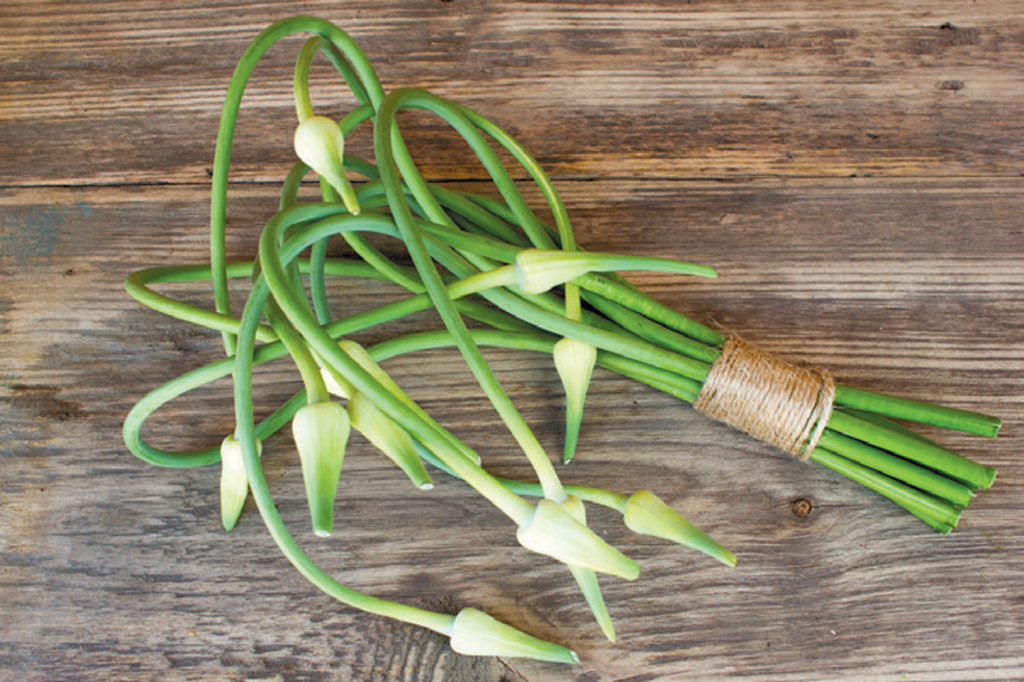 GARLIC STALKS / VELLULLI KADALU Sync with Nature