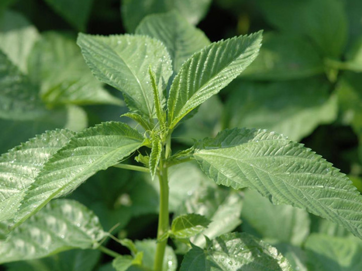 JUTE LEAVES Sync with Nature