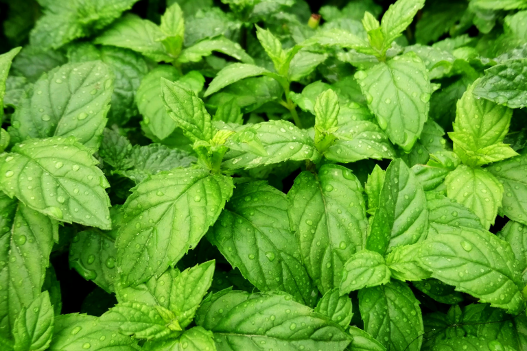 harvesting-mint-pudina-medicinal-plant-terrace-garden-grown-on