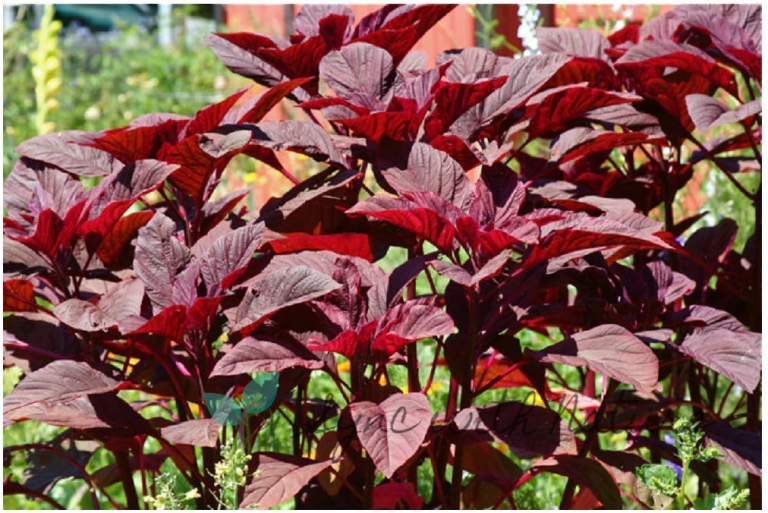 RED AMARANTH LEAVES / ERRA THOTAKURA Sync with Nature