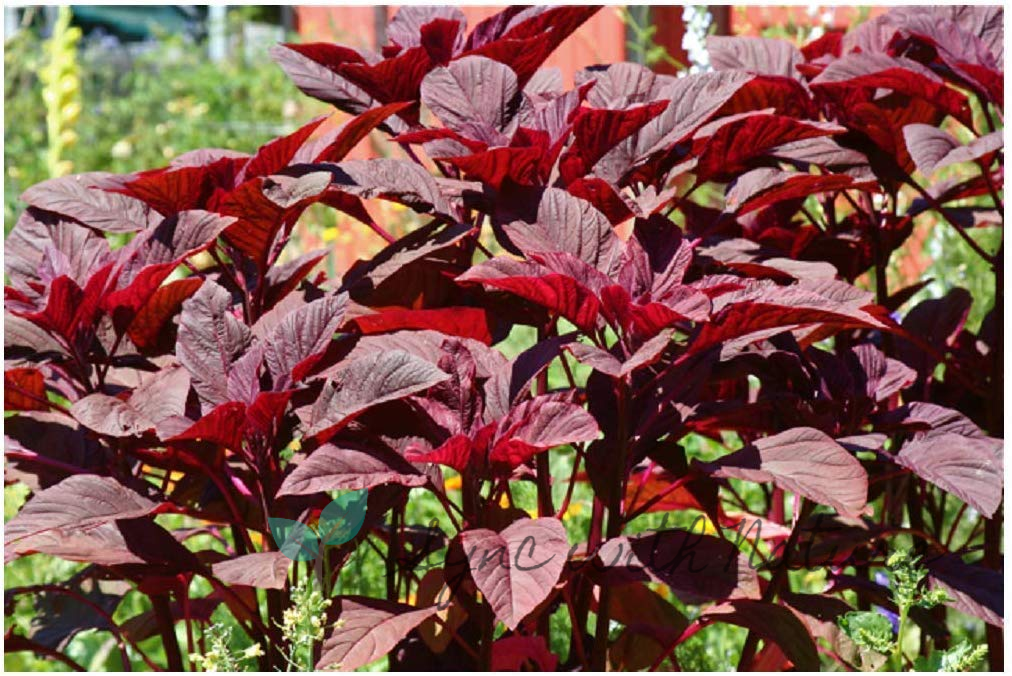 Red Amaranth Leaves Erra Thotakura Sync With Nature