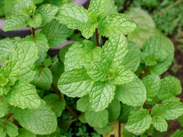 PUDINA/ MINT LEAVES - Sync with Nature