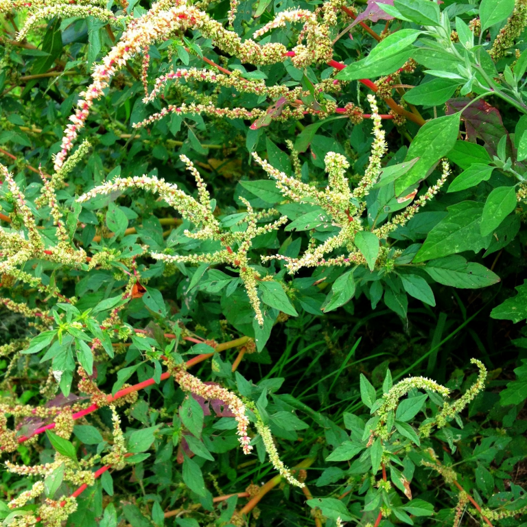 SPINY AMARANTH / PRICKLY AMARANTH - Sync With Nature