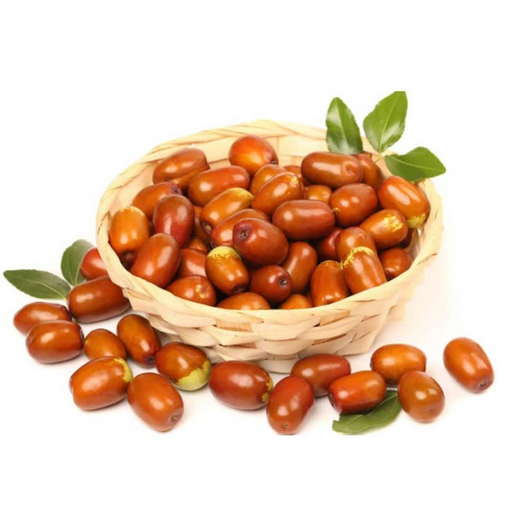 WILD DATE PALM EETHA KAYALU Sync With Nature WILD DATE PALM EETHA KAYALU Sync With Nature