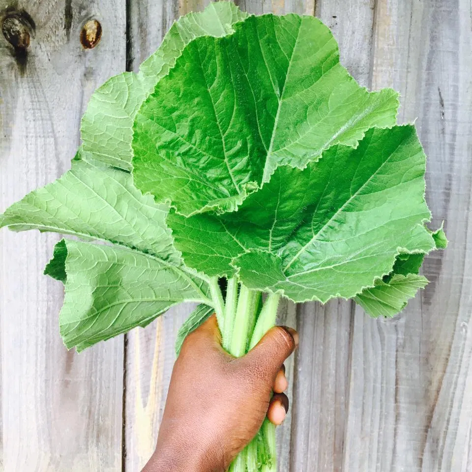 pumpkin-leaves-sync-with-nature