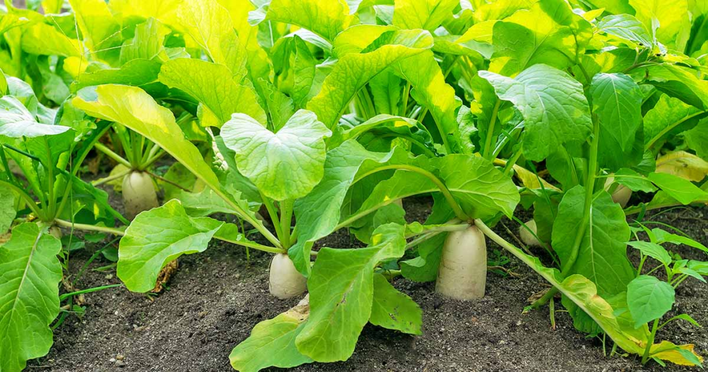 RADISH LEAVES - Sync with Nature