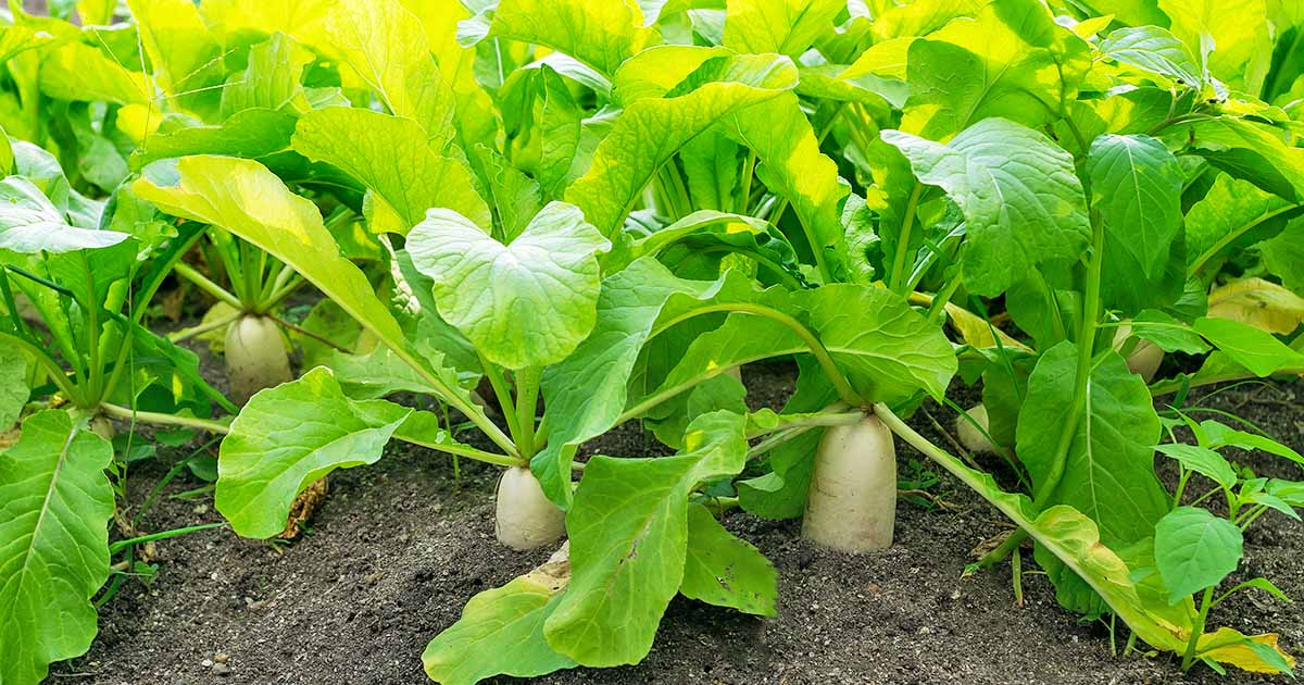 radish-leaves-sync-with-nature