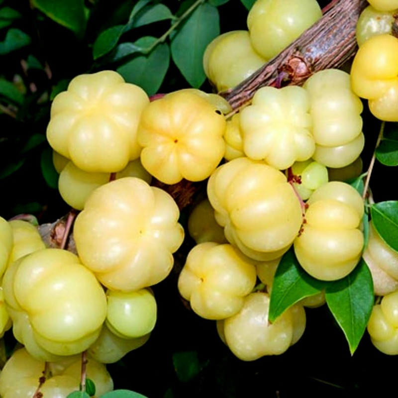 INDIAN GOOSEBERRY / AMLA Sync with Nature