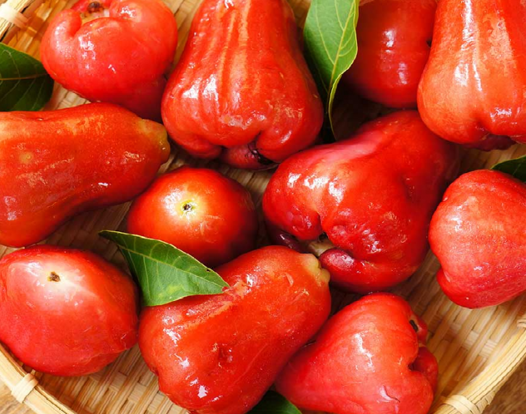 WATER APPLE/WATERY ROSE APPLE/ ROSE APPLE Sync with Nature