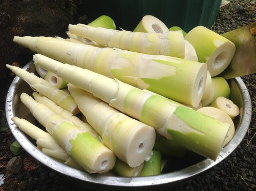 Bamboo Shoots 