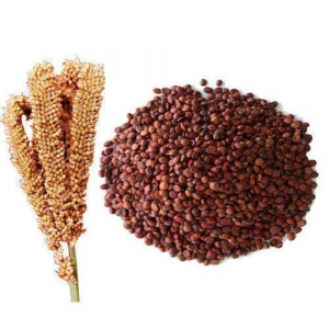 FINGER MILLET/ RAGI - Sync With Nature