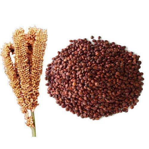 finger-millet-ragi-sync-with-nature